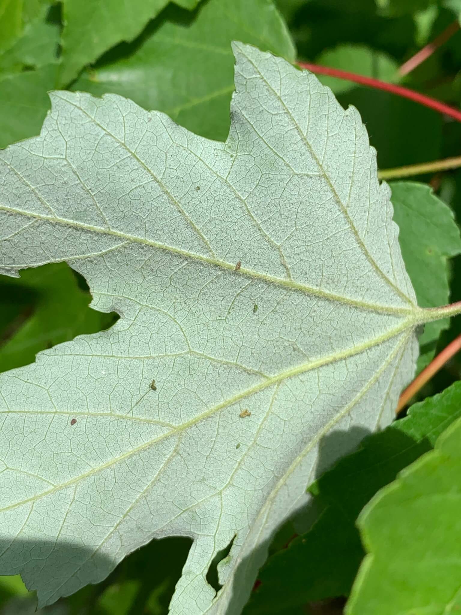 Acer rubrum var. Drummondii